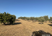 Detached villa with land for sale on España, La Palma del Condado, ref: TR410077 photo