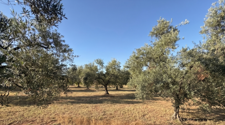 Huelva - La Palma del Condado - 21185m2