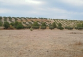 Non-developable land for sale on España, Los Llanos, ref: TR401690 photo