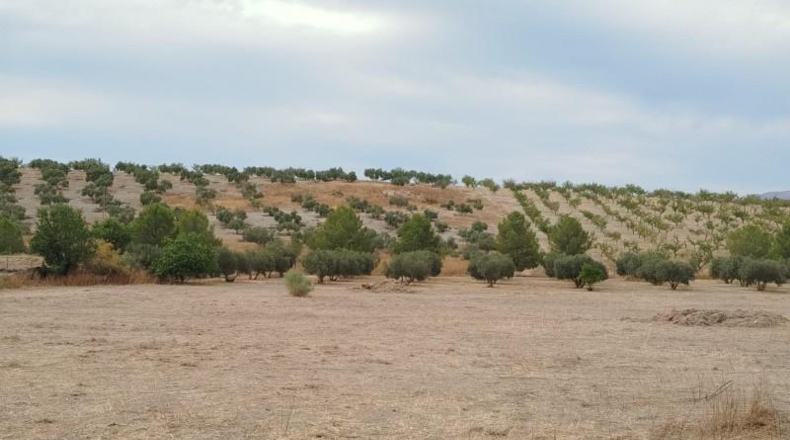 Granada - Los Llanos - 13565m2