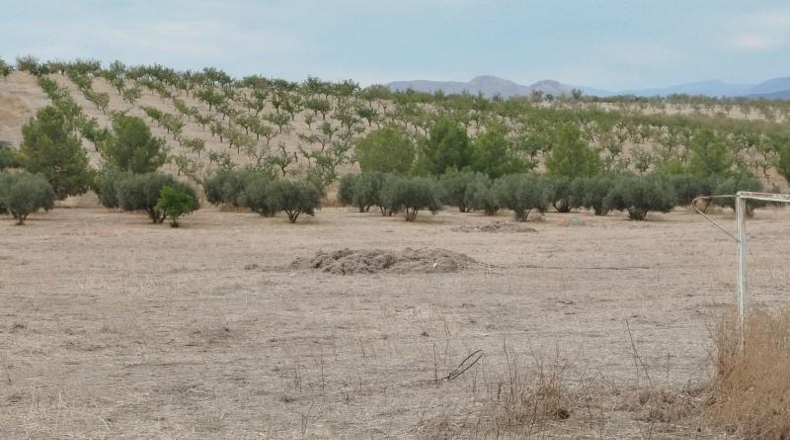 Granada - Los Llanos - 13565m2