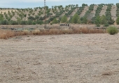 Non-developable land for sale on España, Los Llanos, ref: TR401690 photo