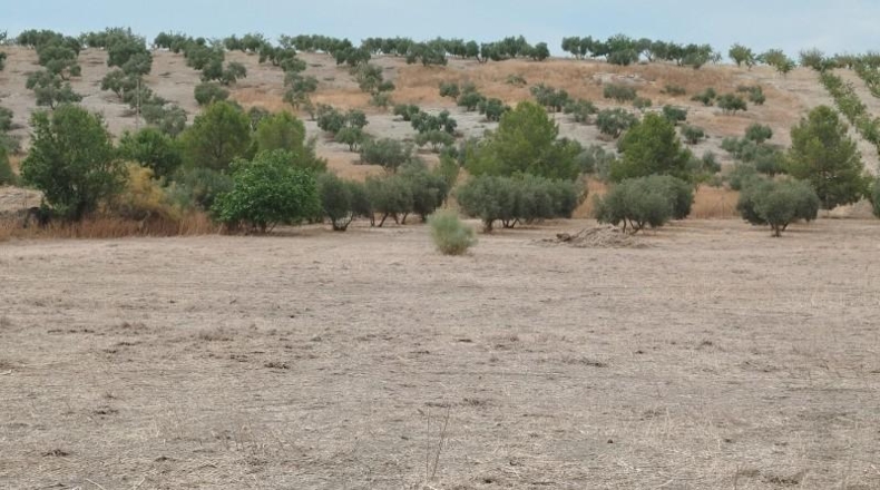 Granada - Los Llanos - 13565m2