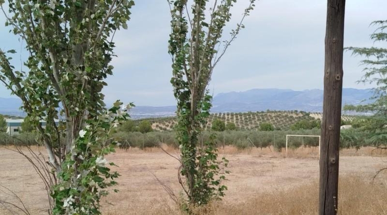 Granada - Los Llanos - 13565m2