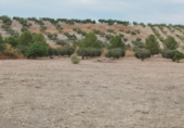 Non-developable land for sale on España, Los Llanos, ref: TR401690 photo
