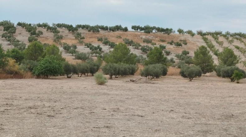 Granada - Los Llanos - 13565m2