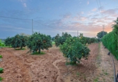 Chalet independiente con terreno en venta en la España, Sanlúcar la Mayor, ref: TR410102 foto