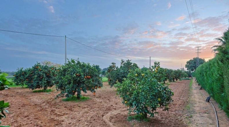 Sevilla - Sanlúcar la Mayor - 5000m2
