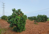 Chalet independiente con terreno en venta en la España, Sanlúcar la Mayor, ref: TR410102 foto