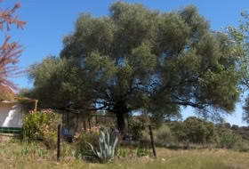 Zalamea la Real 117000000&nbsp;m² 