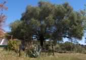 Casa de campo con terreno en venta en la Calle Iglesia, Zalamea la Real, ref: TR328266 foto