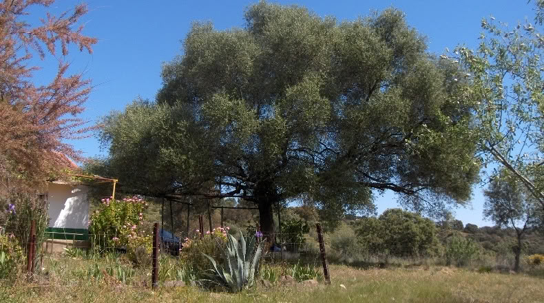 Huelva - Zalamea la Real - 117000000m2