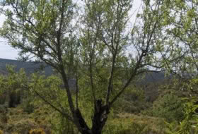 Zalamea la Real 117000000&nbsp;m² 