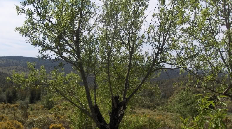 Huelva - Zalamea la Real - 117000000m2