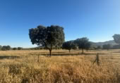 Chalet independiente con terreno en venta en la Ciudad Real, Malagón, ref: TR306959 foto