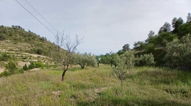 Alicante - la Torre de les Maçanes - 20612m2