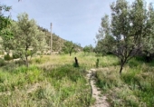 Non-developable land for sale on España, Torremanzanas, ref: TR410163 photo