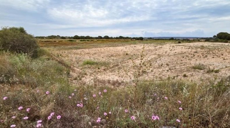 Alicante - Elche - 10162m2