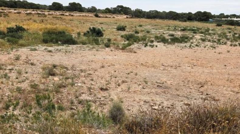 Alicante - Elche - 10162m2