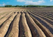 Non-developable land for sale on España, Novelda, ref: TR410171 photo