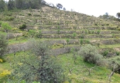 Non-developable land for sale on España, Torremanzanas, ref: TR410177 photo