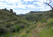 Non-developable land for sale on España, Torremanzanas, ref: TR410177 photo