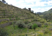 Non-developable land for sale on España, Torremanzanas, ref: TR410177 photo