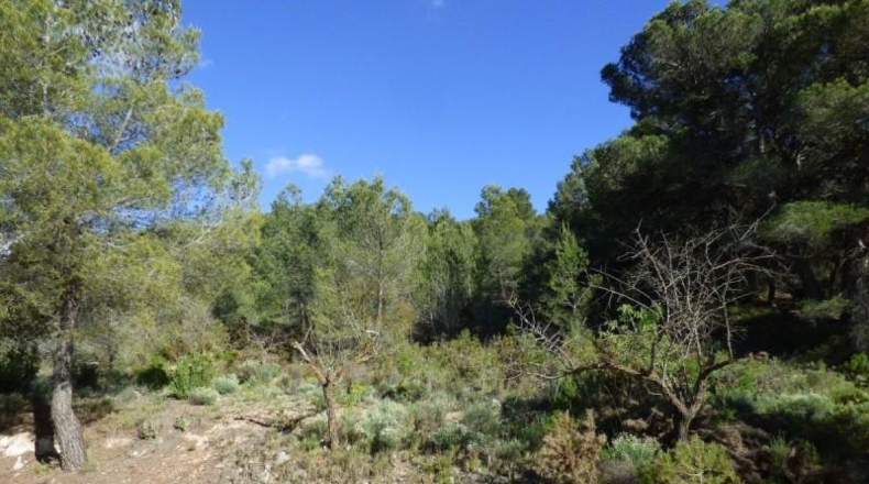 Alicante - la Torre de les Maçanes - 15400m2