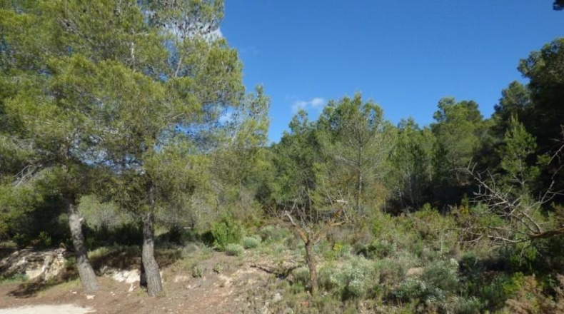 Alicante - la Torre de les Maçanes - 15400m2