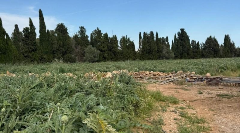 Tarragona - Camarles - 19000m2