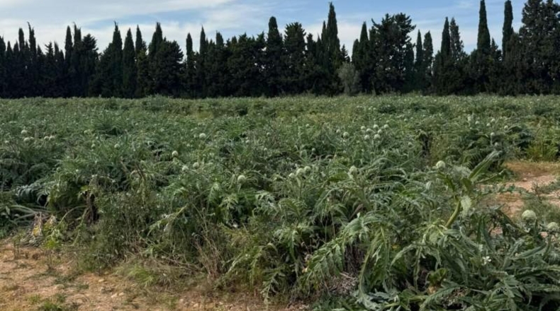 Tarragona - Camarles - 19000m2