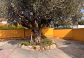 Chalet independiente con terreno en venta en la España, Sant Pere de Vilamajor, ref: TR410250 foto
