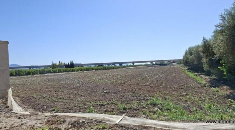 Alicante - Orihuela - 14584m2