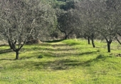 Finca rústica en venda a la España, Villaviciosa de Córdoba, ref.: TR410344 foto