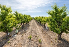 Pinos Puente 30000&nbsp;м²