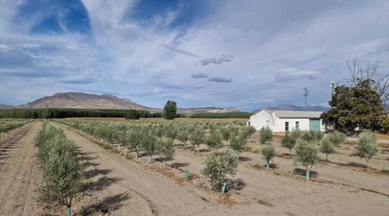 Santa Cruz de Tenerife - Arafo - 29000m2