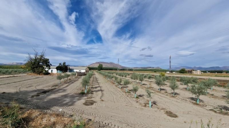 Santa Cruz de Tenerife - Arafo - 29000m2