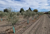 Отдельно стоящий дом с участком на продажу в городе Santa Fe Фото