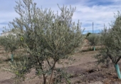Отдельно стоящий дом с участком на продажу в городе Santa Fe Фото