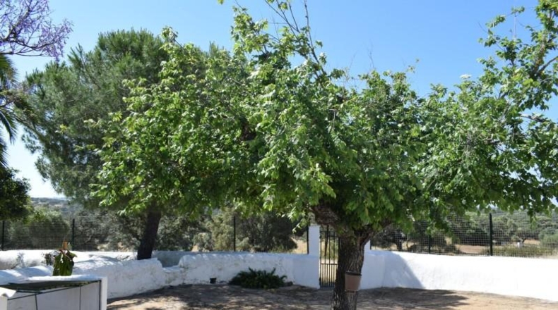 Huelva - Villanueva de los Castillejos - 324000m2