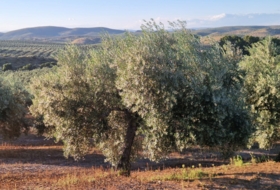 Arroyo del Ojanco 9&nbsp;м²
