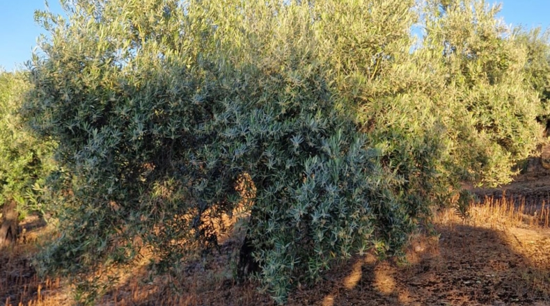 Jaén - Arroyo del Ojanco - 9m2