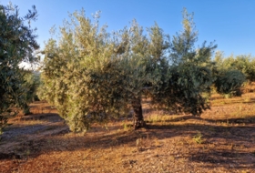 Arroyo del Ojanco 9&nbsp;м²