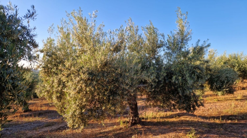 Jaén - Arroyo del Ojanco - 9m2