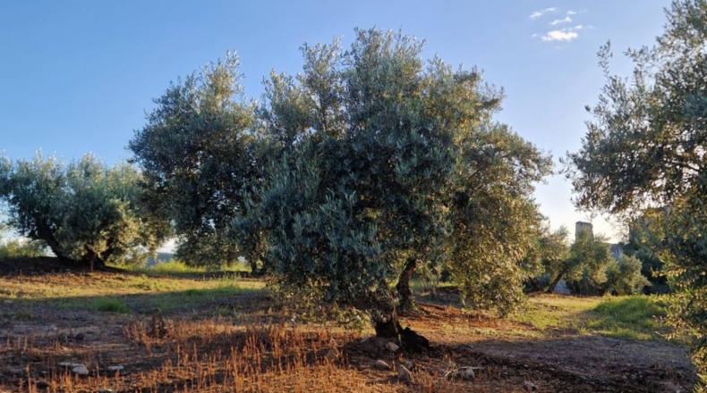 Jaén - Arroyo del Ojanco - 9m2
