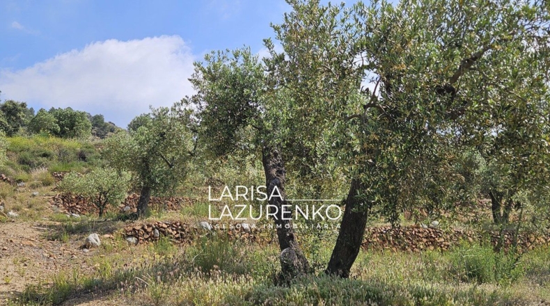 Tarragona - Móra la Nova - 24111m2