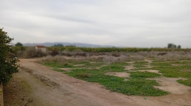 Murcia - Librilla - 3545m2
