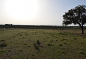 Detached villa with land for sale on España, Villablanca, ref: TR124348 photo