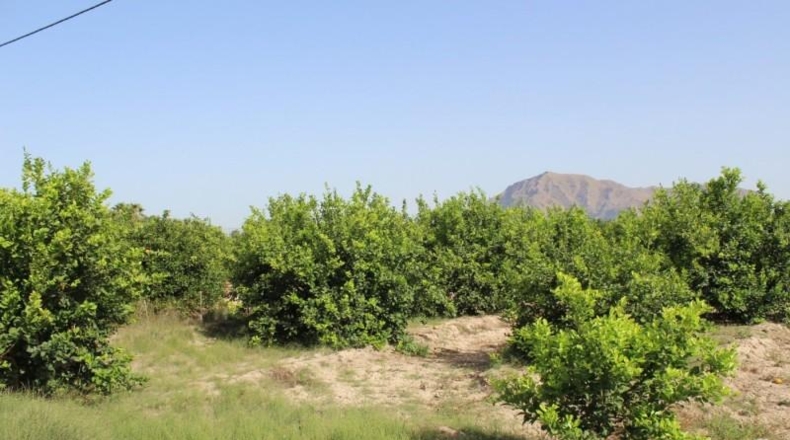Alicante - Orihuela - 7500m2