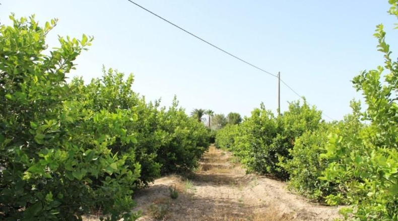 Alicante - Orihuela - 7500m2